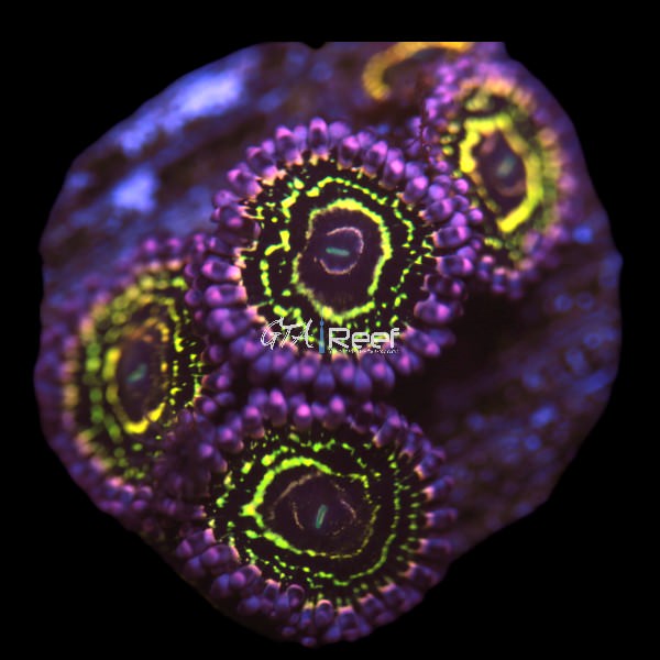 Stratosphere Zoanthids