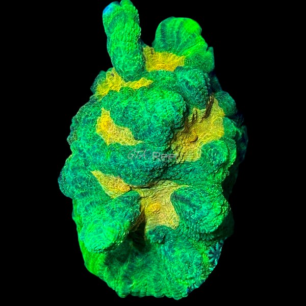 Tyree Space Invader Pectinia Large - WYSIWYG