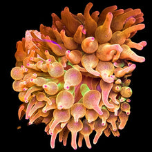 Load image into Gallery viewer, Pink Tip Bubble Anemone - Large
