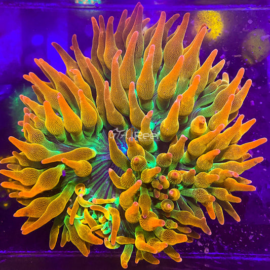 Reef Raft Bubble Tip Anemone - Large