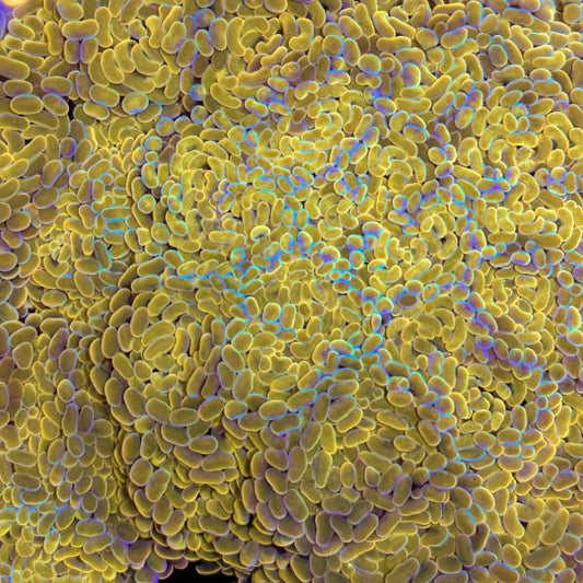 Golden hammer - Per head