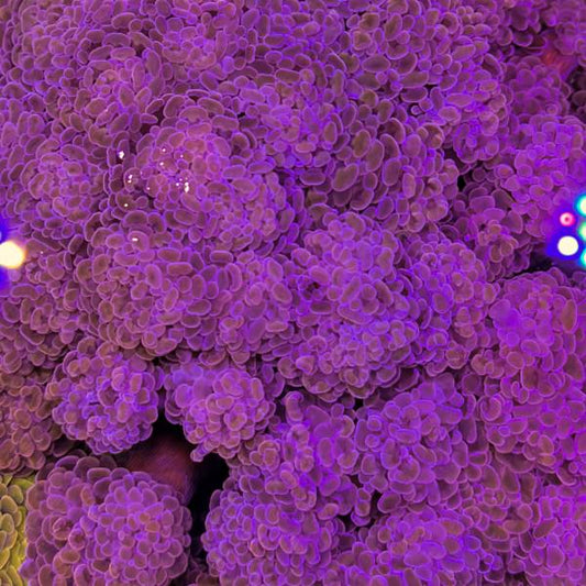 Branching Hammer Coloured Tip - per head