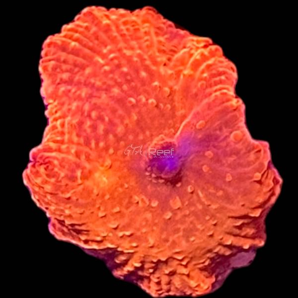 Red Discosoma Mushroom - B