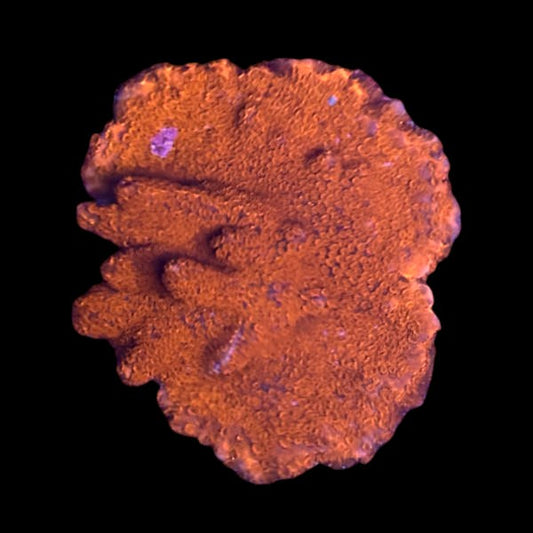 Red Digi with pink tip Large  - WYSIWYG C