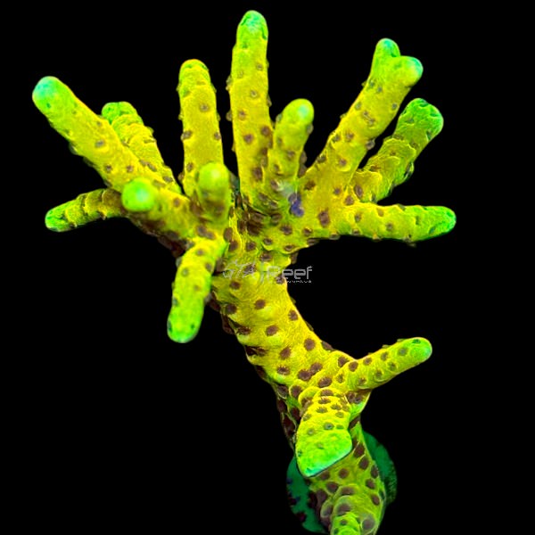 RR Goldenrod Anacropora