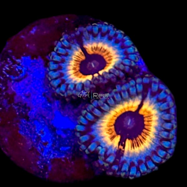 Vampire in Drag Zoanthids - WYSIWYG