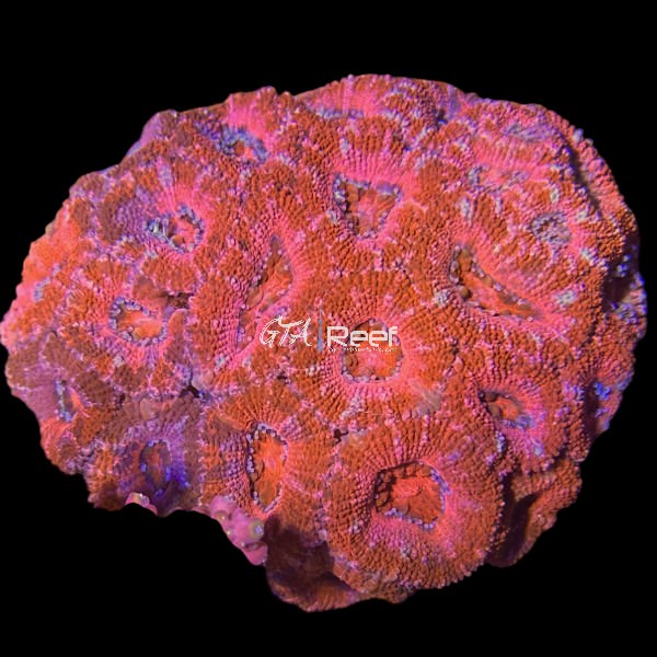 Red Acanthastrea Lord Colony 2 - WYSIWYG