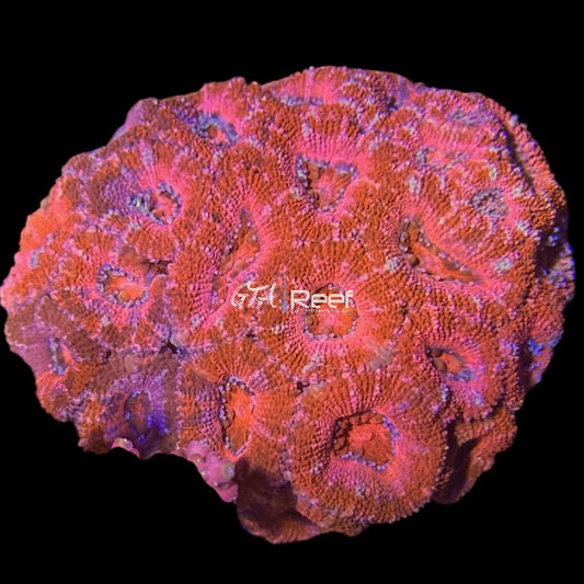 Red Acanthastrea Lord Colony 2 - WYSIWYG