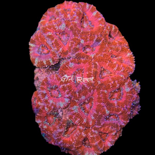Red Acanthastrea Lord Colony 3 - WYSIWYG