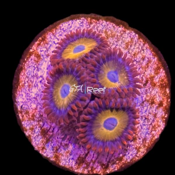 Blue Eyed Blondie Zoanthids - WYSIWYG