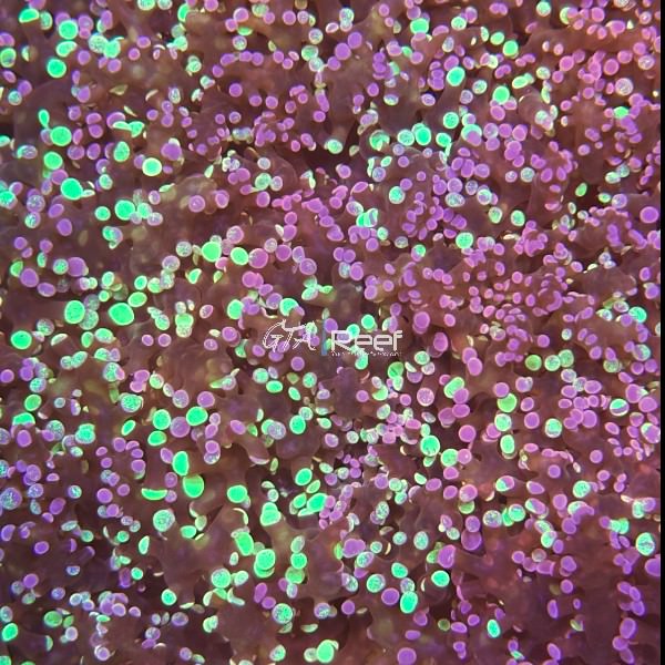 Bi-colour Blue and Green Frogspawn