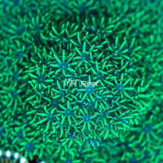 Sympodium Coral with vibrant blue polyps at GTA Reef Toronto