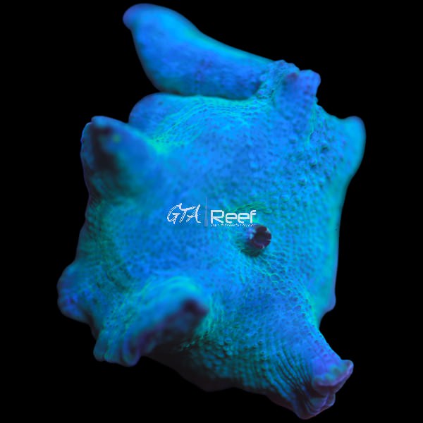 Blue Discosoma Mushroom B - WYSIWYG