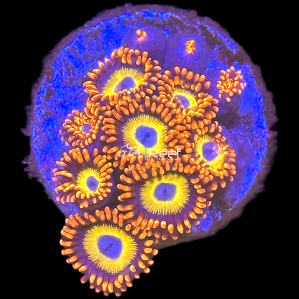 Blue Eyed Blondie Zoanthids - D - WYSIWYG