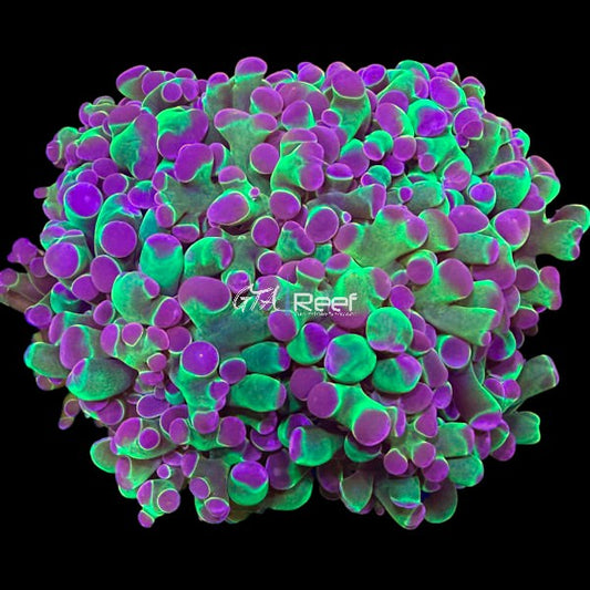 Cosmic Crush Hammer Coral frag with neon green stalks and purple tips – GTA Reef Canada