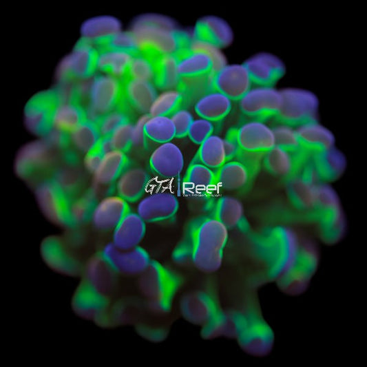 Cosmic Crush Hammer Coral frag with neon green stalks and purple tips – GTA Reef Canada