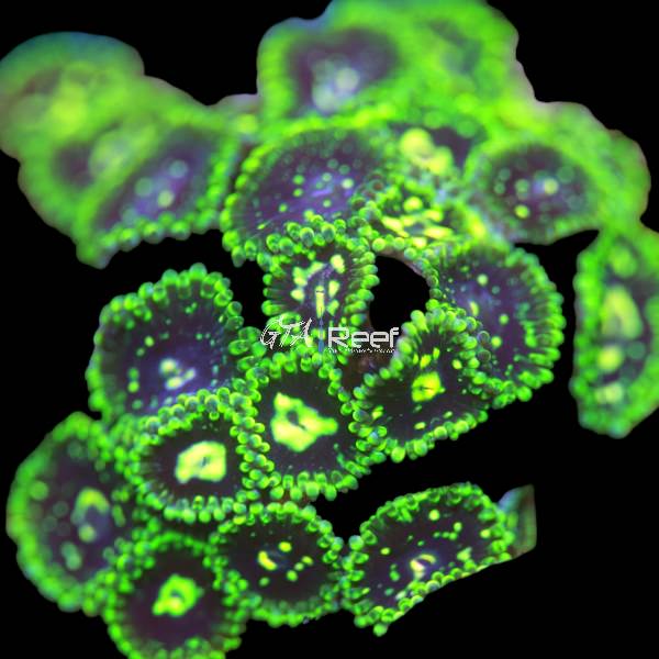 Exosphere Zoanthids