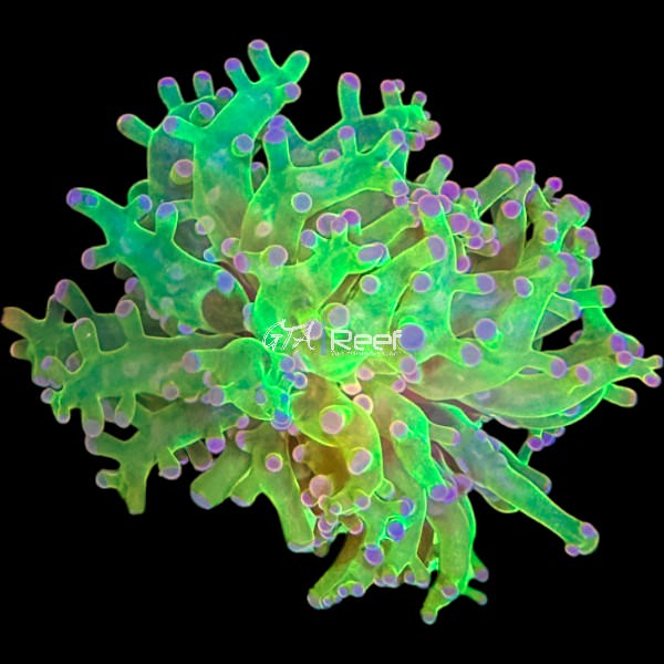 Green Frogspawn - WYSIWYG