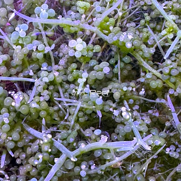 Grape Caulerpa (Caulerpa racemosa) macroalgae with bright green grape-like fronds used for nutrient export in reef aquariums.