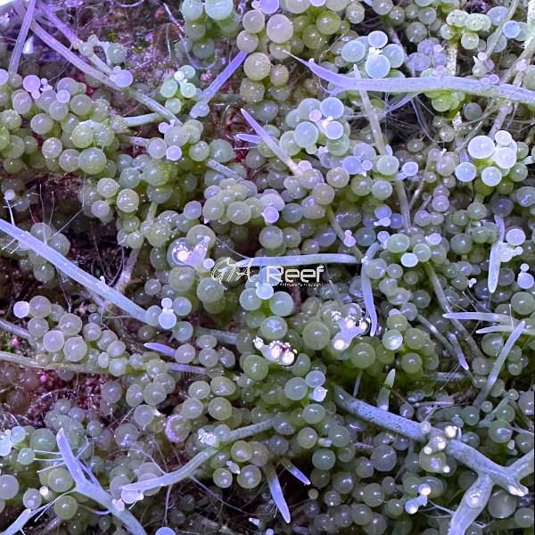 Grape Caulerpa (Caulerpa racemosa) macroalgae with bright green grape-like fronds used for nutrient export in reef aquariums.