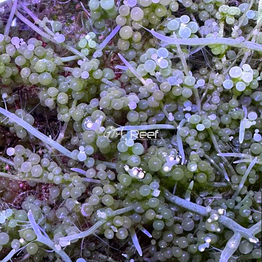 Grape Caulerpa (Caulerpa racemosa) macroalgae with bright green grape-like fronds used for nutrient export in reef aquariums.