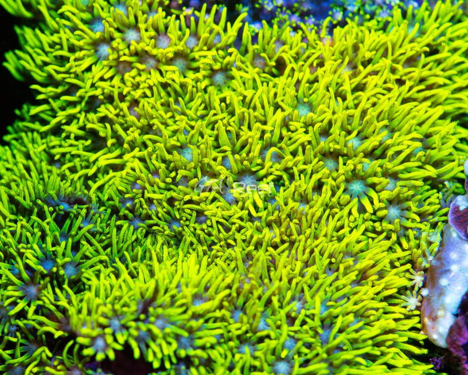 Green Star Polyps B