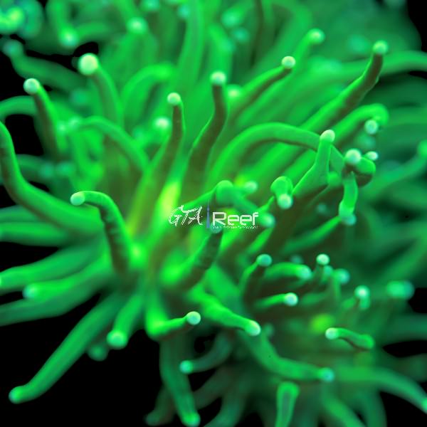 Green Torch - WYSIWYG