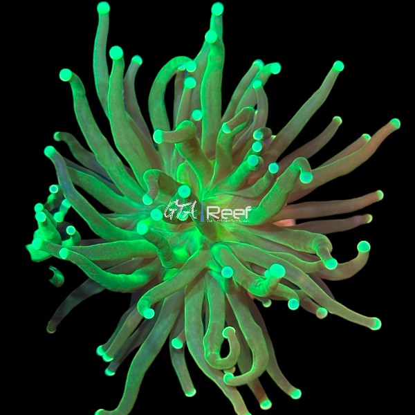 Green Torch - WYSIWYG