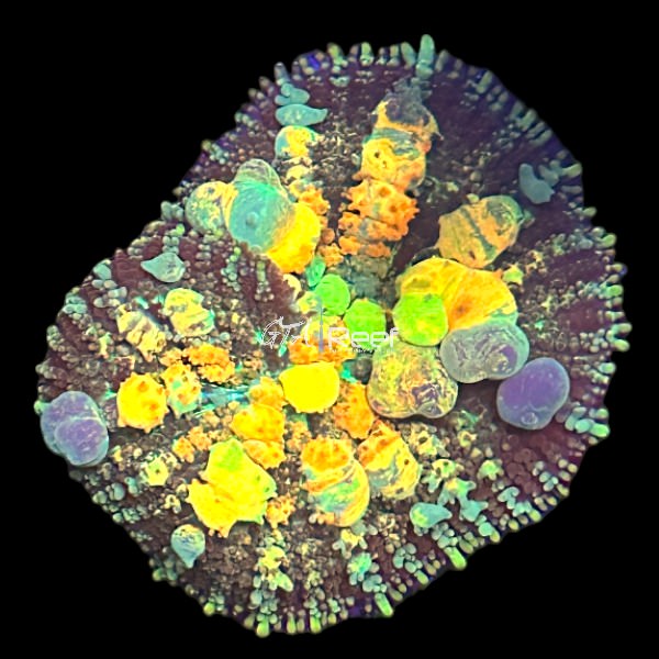 Halloween Bounce Mushroom GTA Reef