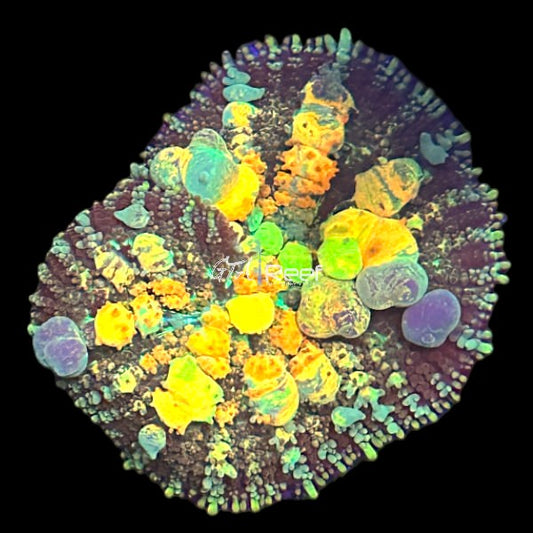 Halloween Bounce Mushroom GTA Reef