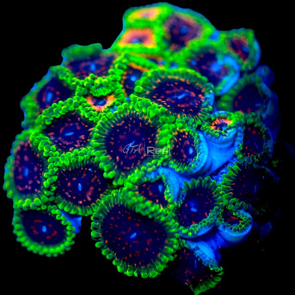 Hallucinations Zoanthids