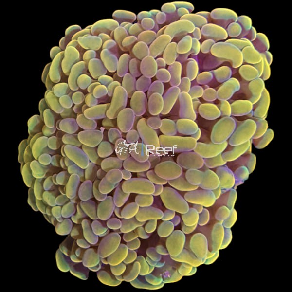 Branching Golden Hammer mini colony - WYSIWYG