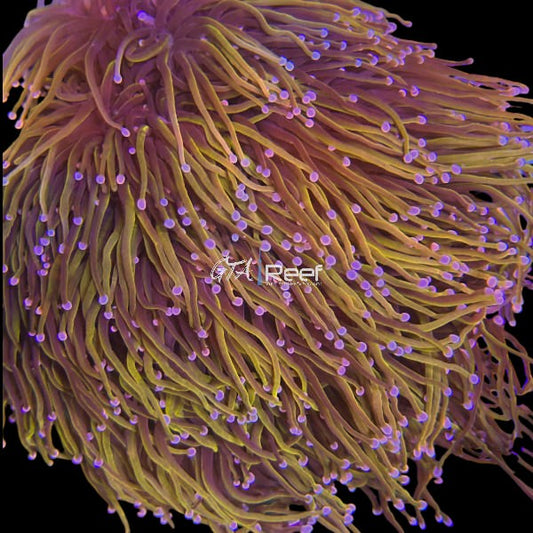 Ultra Golden Torch - Per head