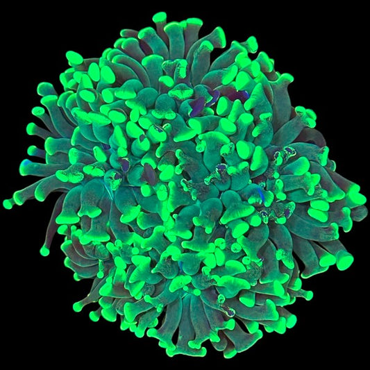 Splatter Hammer mini colony - WYSIWYG