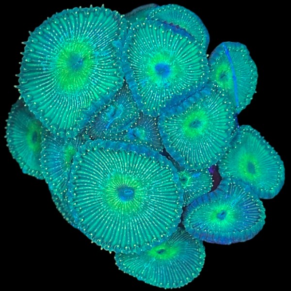 Green Implosion Paly