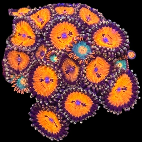 JF Pulpy Orange Zoanthids - WYSIWYG