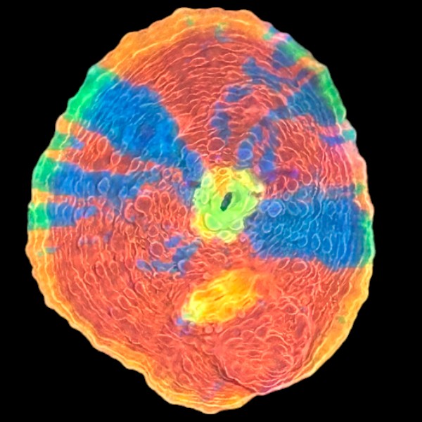 Rainbow Dynamite Chalice LPS B - WYSIWYG