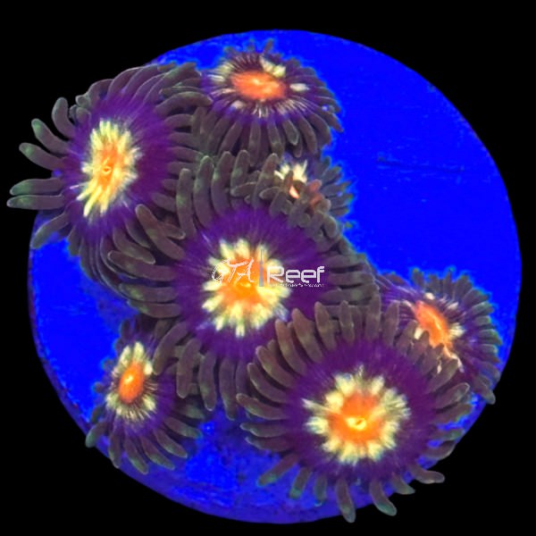 Zoanthids Pack 2