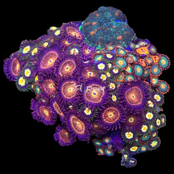 Mix Coral 2 - WYSIWYG