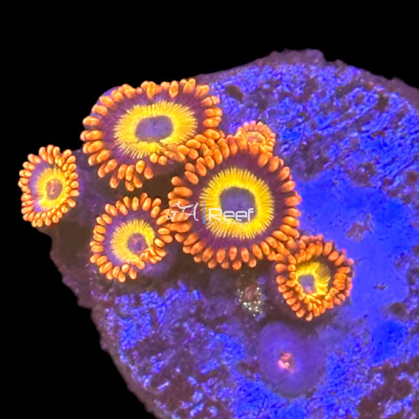 Blue Eyed Blondie Zoanthids - C - WYSIWYG