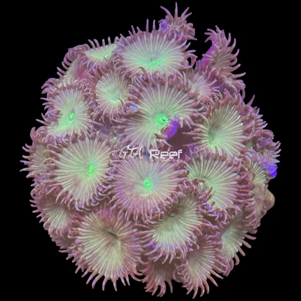 Green Zoanthids - WYSIWYG
