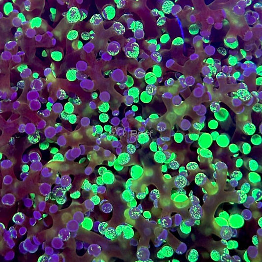 Bi-colour Blue and Green Frogspawn