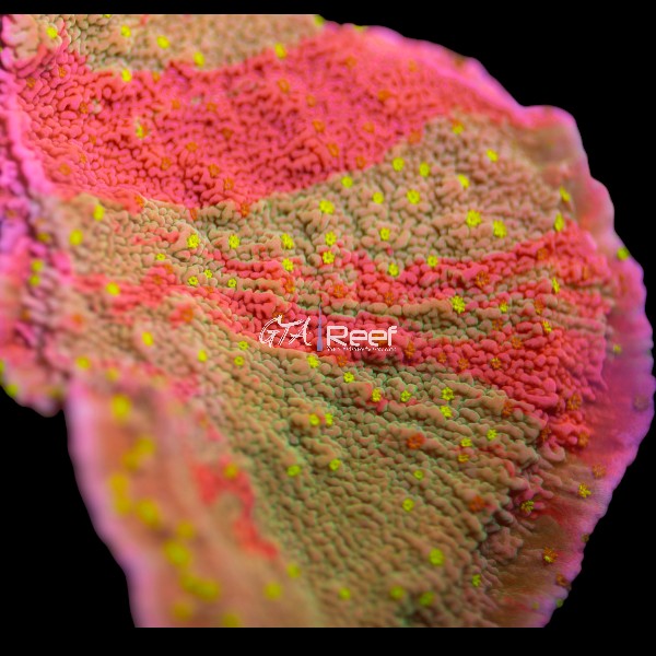 JF Grafted Sun  Montipora WYSIWYG C