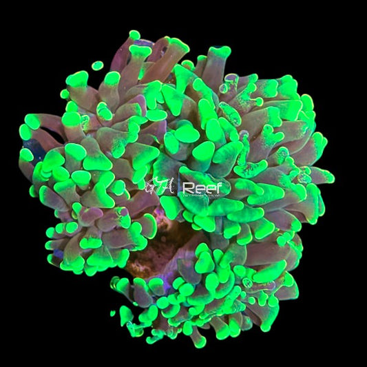 Splatter Hammer mini colony - WYSIWYG