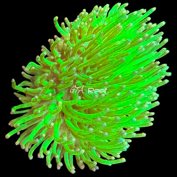 Fluorescent green Sarcophyton leather coral