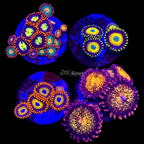 Zoanthids Pack 10