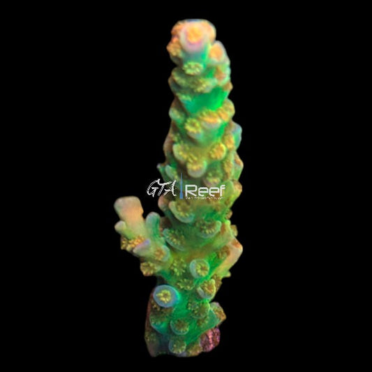 RR Orange Passion 2.5" Large - WYSIWYG