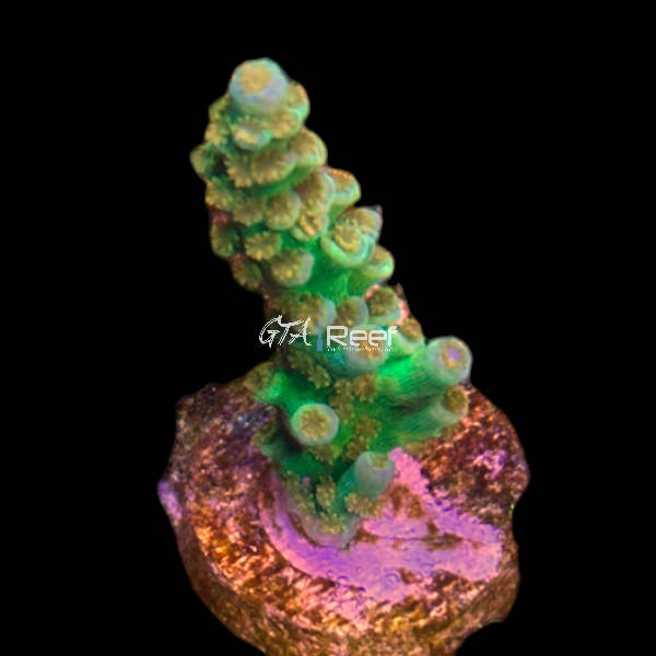 ROYCE GreenRoom アート作品 Orange&Park RR Orange Passion – Vibrant SPS Coral for Reef Tanks | GTA Reef