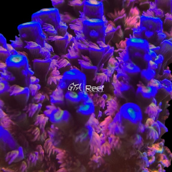 SKA Jackpot Acropora - WYSIWYG