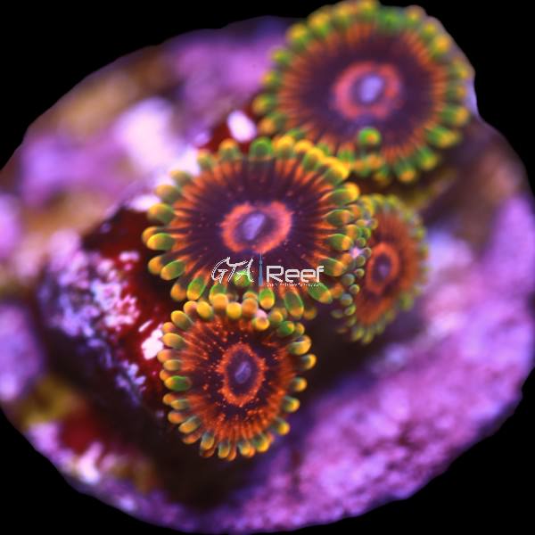 Scarlet Fever Zoanthids frag with bright red skirts and yellow centers